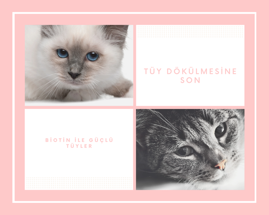 🐾 Kedilerde Tüy Dökülmesi Nasıl Önlenir?